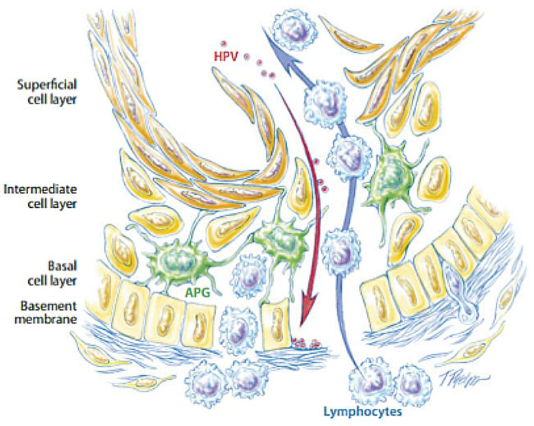 Pagina 26 Immagine 0003