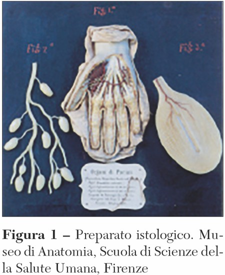 le copertine Lippi fig1