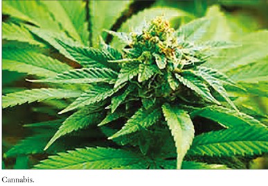 cannabis