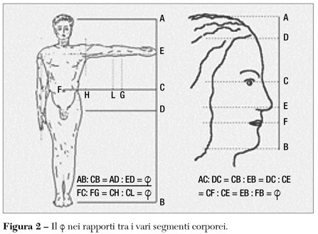 rapporti segmenti corporei