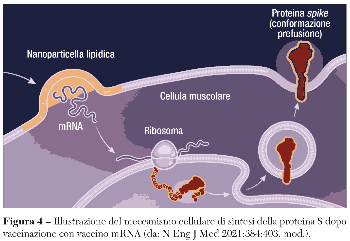 Fig 4 rogasi